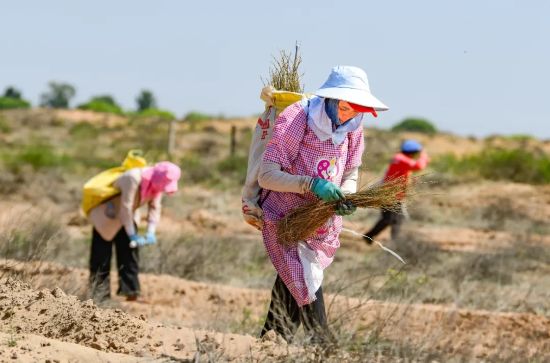 治沙人員在毛烏素沙漠栽種檸條。（王正 攝）.webp